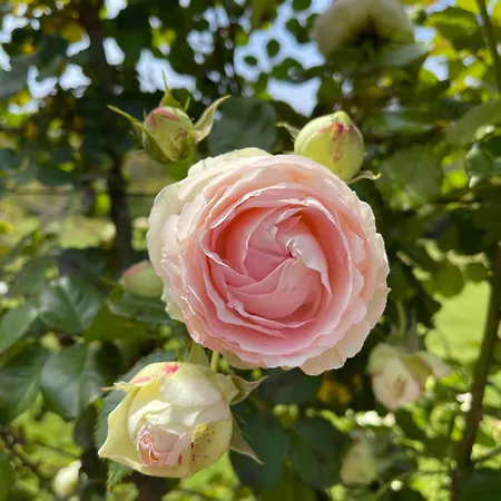 Artistic Lägenhet Antibes