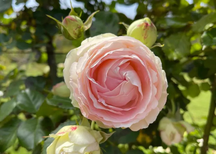 Artistic Lägenhet Antibes